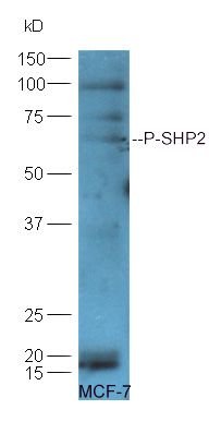 SHP2 (phospho-Tyr542) antibody
